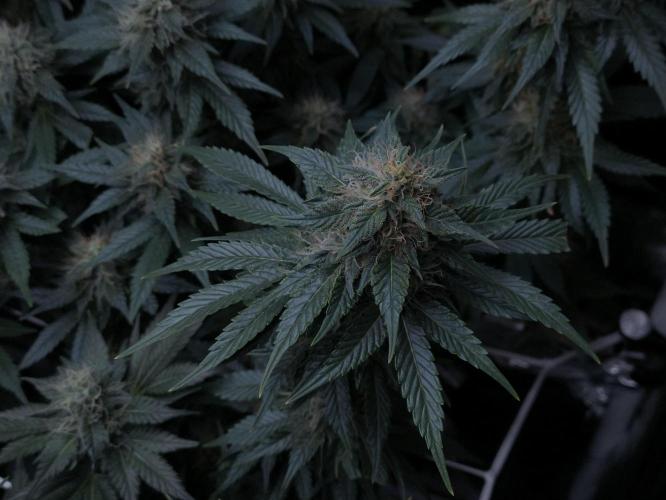 Zamnesia 2026 Plagron Eternity grow cup. Week 12