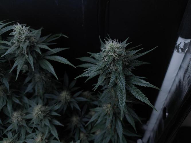 Zamnesia 2026 Plagron Eternity grow cup. Week 12