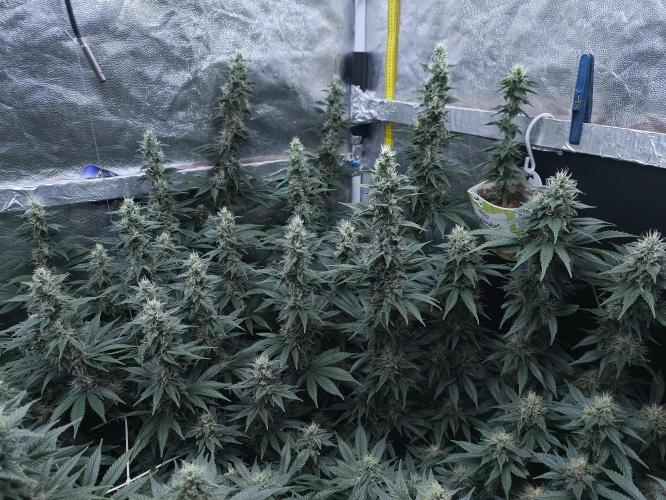 Zamnesia 2026 Plagron Eternity grow cup. Week 12