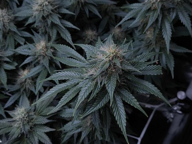 Zamnesia 2026 Plagron Eternity grow cup. Week 12