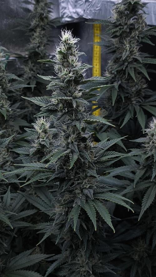 Zamnesia 2026 Plagron Eternity grow cup. Week 12
