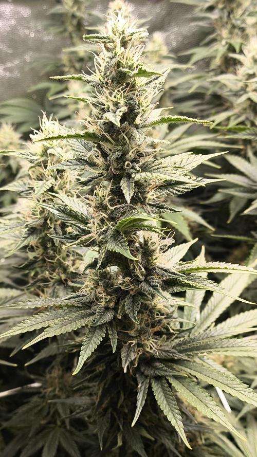 Zamnesia 2026 Plagron Eternity grow cup. Week 12