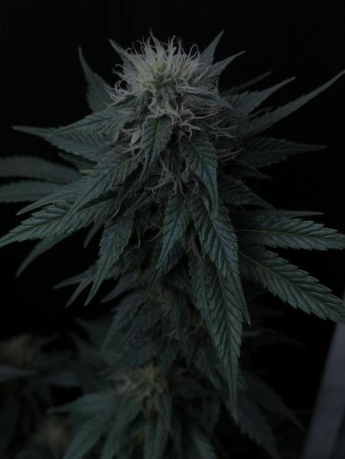 Zamnesia 2026 Plagron Eternity grow cup. Week 12