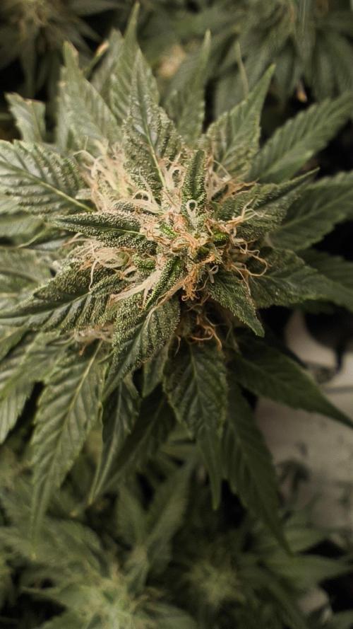 Zamnesia 2026 Plagron Eternity grow cup. Week 12