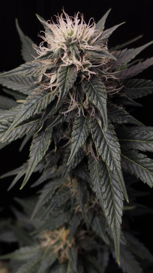 Zamnesia 2026 Plagron Eternity grow cup. Week 12