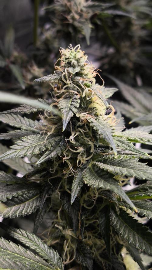 Zamnesia 2026 Plagron Eternity grow cup. Week 12