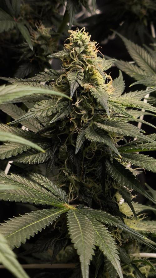 Zamnesia 2026 Plagron Eternity grow cup. Week 12