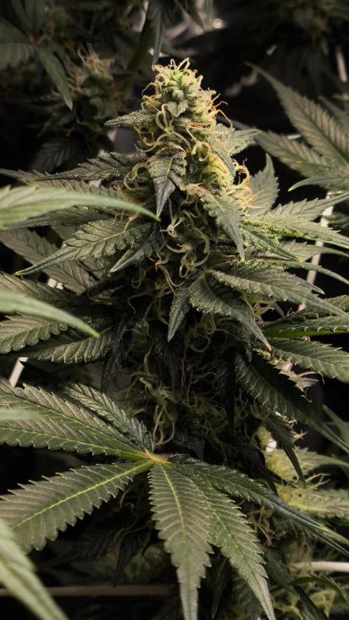 Zamnesia 2026 Plagron Eternity grow cup. Week 12