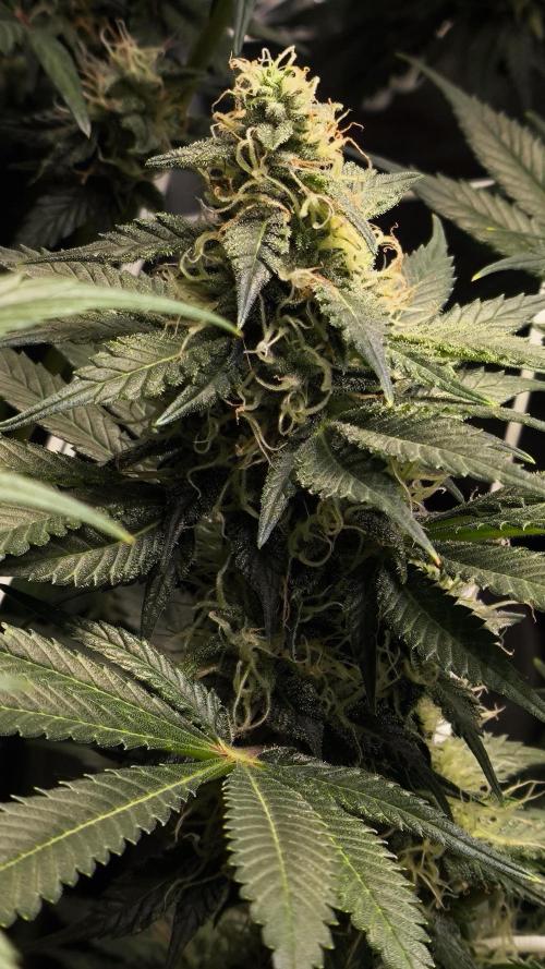 Zamnesia 2026 Plagron Eternity grow cup. Week 12