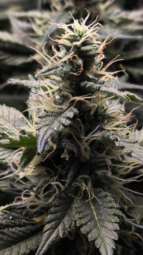 Zamnesia 2026 Plagron Eternity grow cup. Week 12