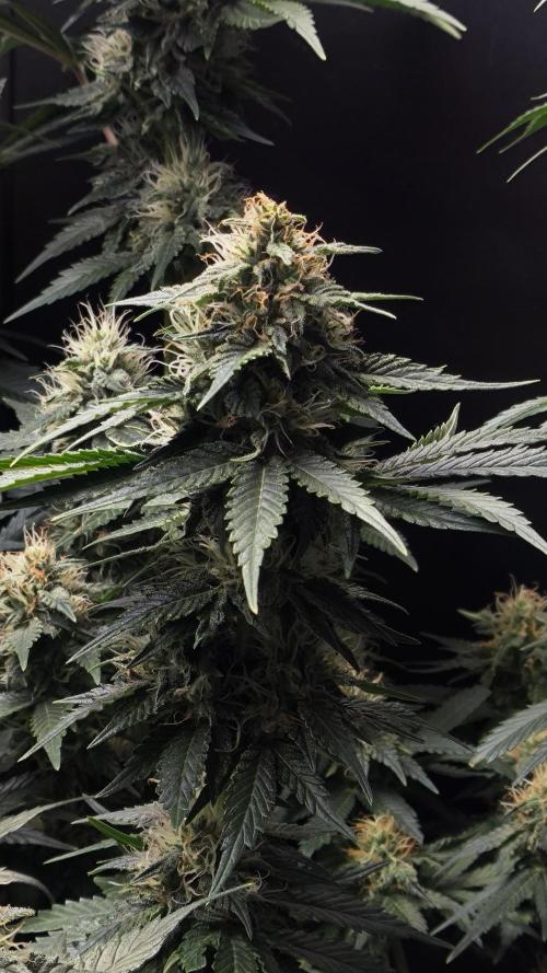 Zamnesia 2026 Plagron Eternity grow cup. Week 12