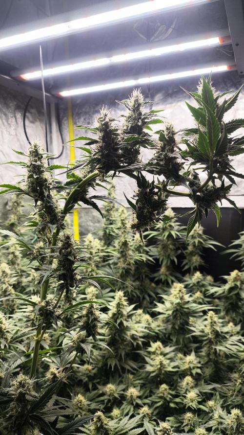 Zamnesia 2026 Plagron Eternity grow cup. Week 12