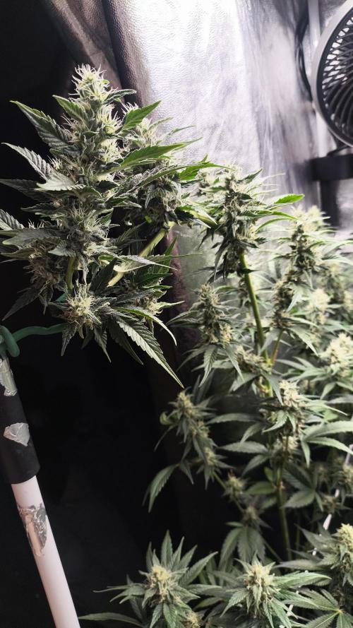 Zamnesia 2026 Plagron Eternity grow cup. Week 12