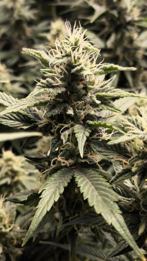 Zamnesia 2026 Plagron Eternity grow cup. Week 12