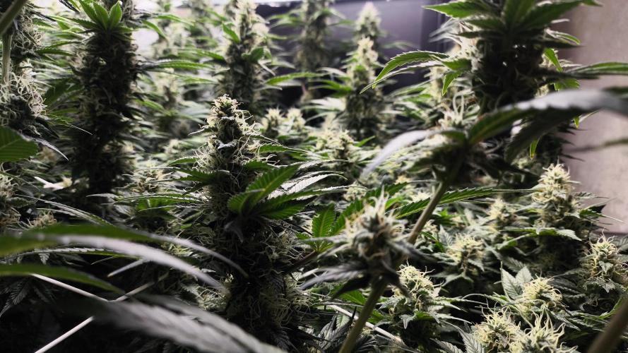 Zamnesia 2026 Plagron Eternity grow cup. Week 12