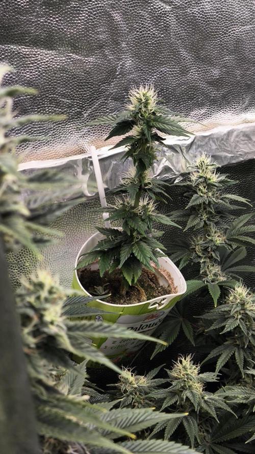 Zamnesia 2026 Plagron Eternity grow cup. Week 12