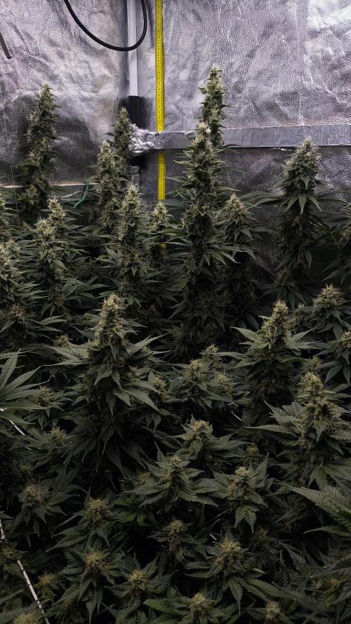 Zamnesia 2026 Plagron Eternity grow cup. Week 13