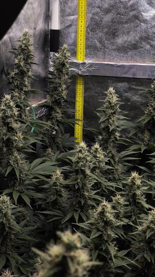 Zamnesia 2026 Plagron Eternity grow cup. Week 13