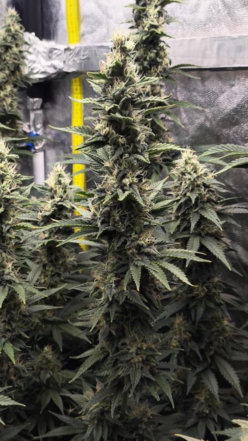 Zamnesia 2026 Plagron Eternity grow cup. Week 13