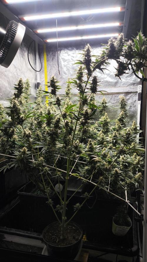 Zamnesia 2026 Plagron Eternity grow cup. Week 13