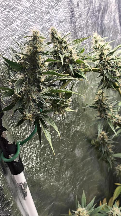 Zamnesia 2026 Plagron Eternity grow cup. Week 13