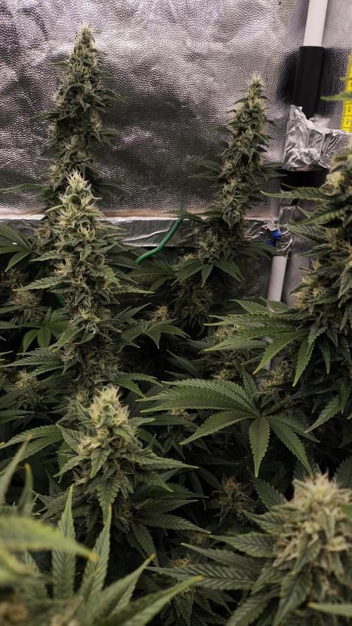 Zamnesia 2026 Plagron Eternity grow cup. Week 13