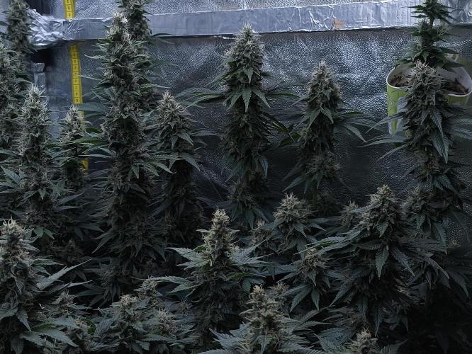 Zamnesia 2026 Plagron Eternity grow cup. Week 13
