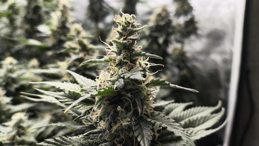Zamnesia 2026 Plagron Eternity grow cup. Week 13
