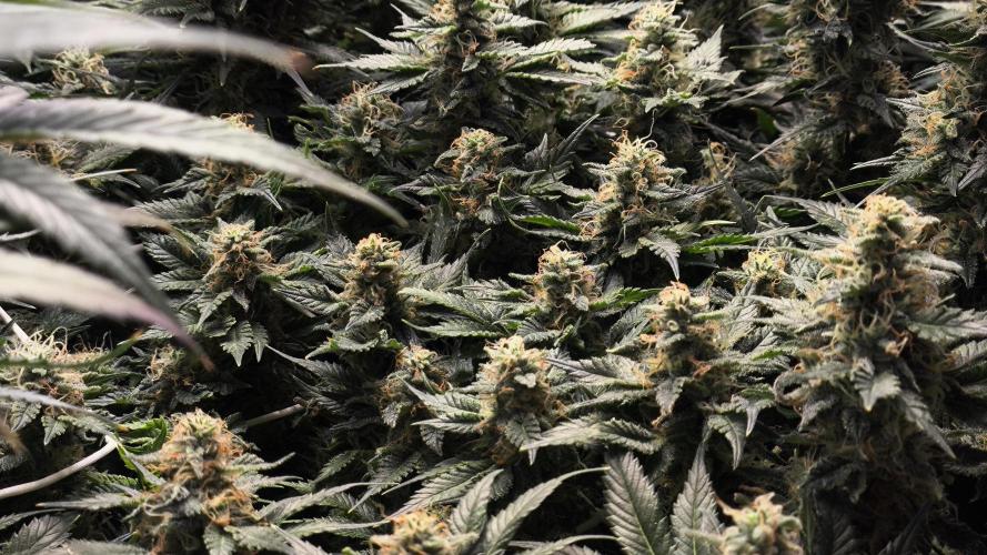 Zamnesia 2026 Plagron Eternity grow cup. Week 13