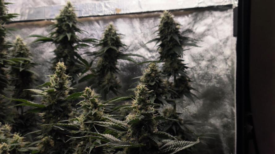 Zamnesia 2026 Plagron Eternity grow cup. Week 13