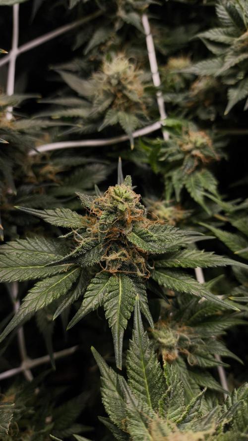 Zamnesia 2026 Plagron Eternity grow cup. Week 13