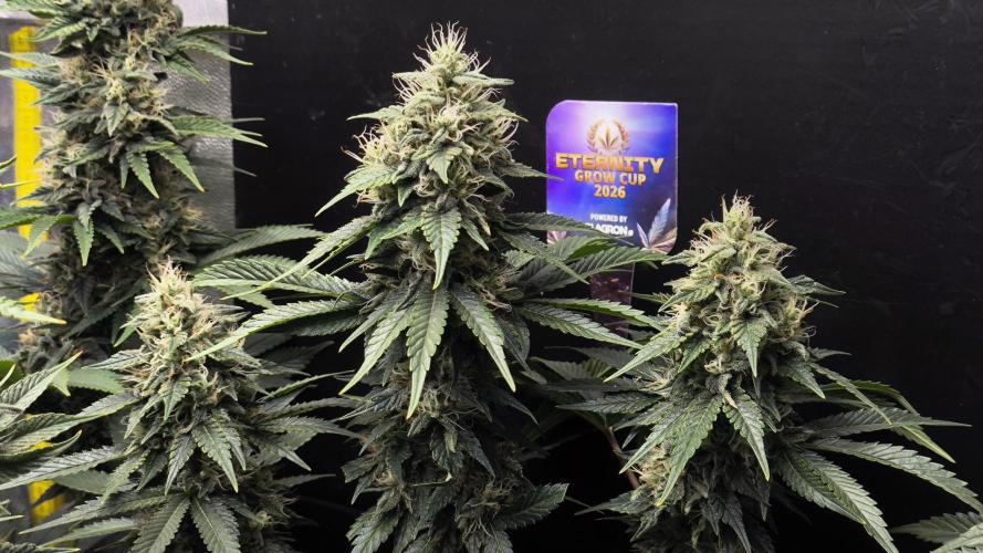 Zamnesia 2026 Plagron Eternity grow cup. Week 13