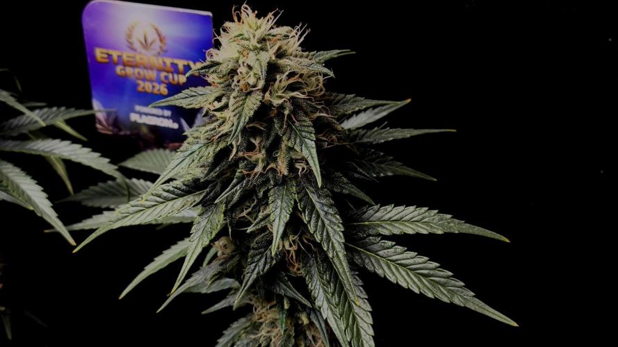 Zamnesia 2026 Plagron Eternity grow cup. Week 13