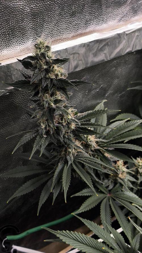 Zamnesia 2026 Plagron Eternity grow cup. Week 13