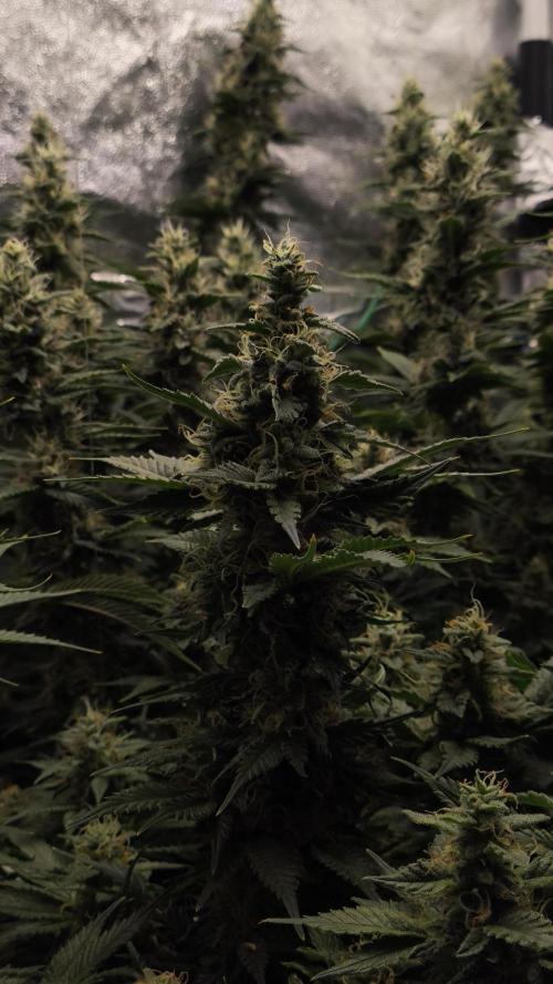 Zamnesia 2026 Plagron Eternity grow cup. Week 13