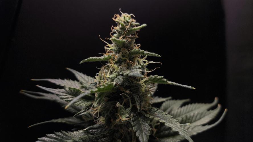 Zamnesia 2026 Plagron Eternity grow cup. Week 13