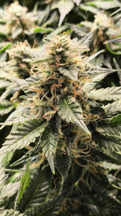 Zamnesia 2026 Plagron Eternity grow cup. Week 13