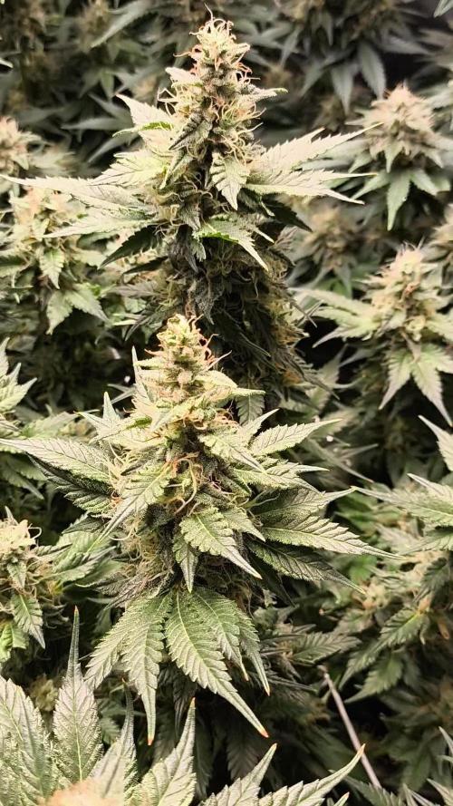 Zamnesia 2026 Plagron Eternity grow cup