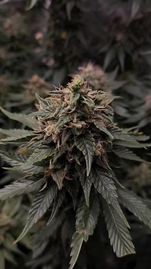 Zamnesia 2026 Plagron Eternity grow cup