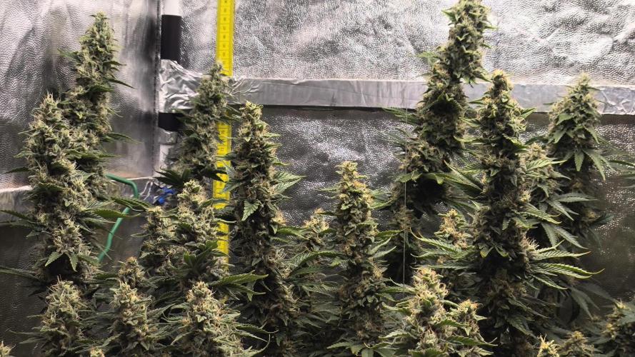 Zamnesia 2026 Plagron Eternity grow cup. Week 14