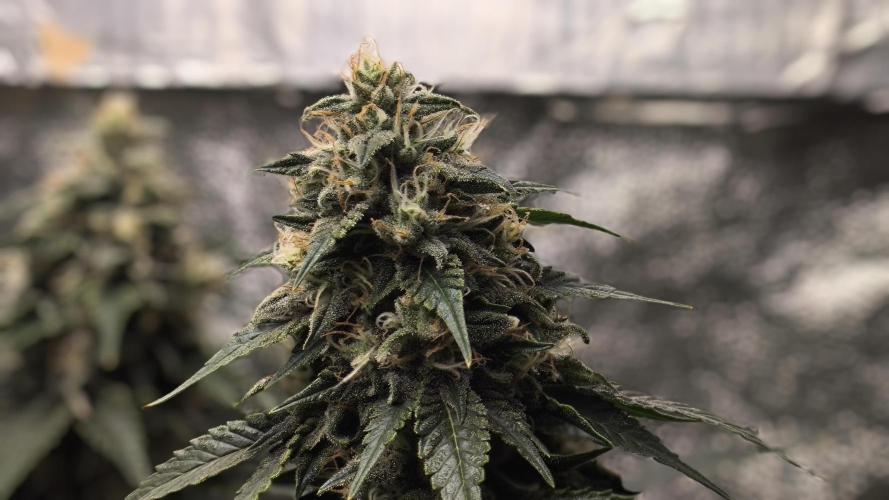 Zamnesia 2026 Plagron Eternity grow cup. Week 14