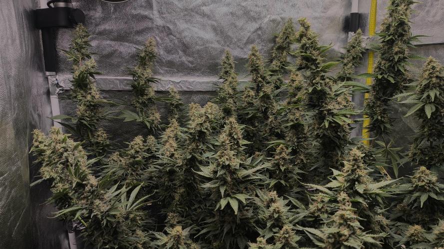 Zamnesia 2026 Plagron Eternity grow cup. Week 14