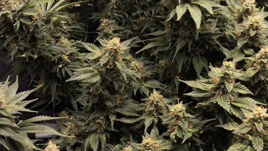 Zamnesia 2026 Plagron Eternity grow cup. Week 14