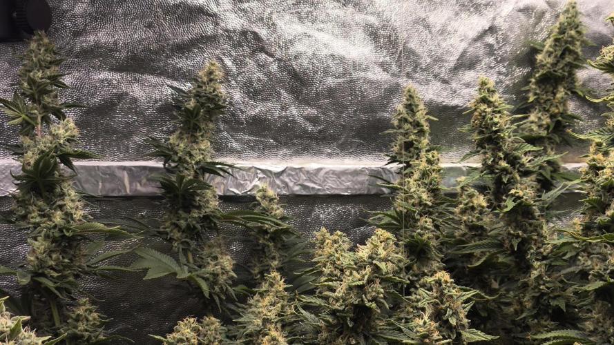 Zamnesia 2026 Plagron Eternity grow cup. Week 14