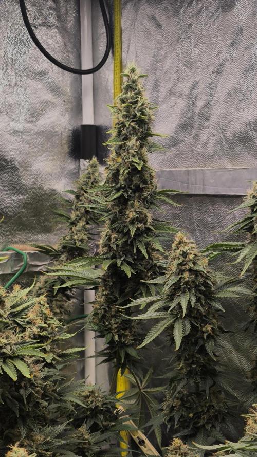 Zamnesia 2026 Plagron Eternity grow cup. Week 14