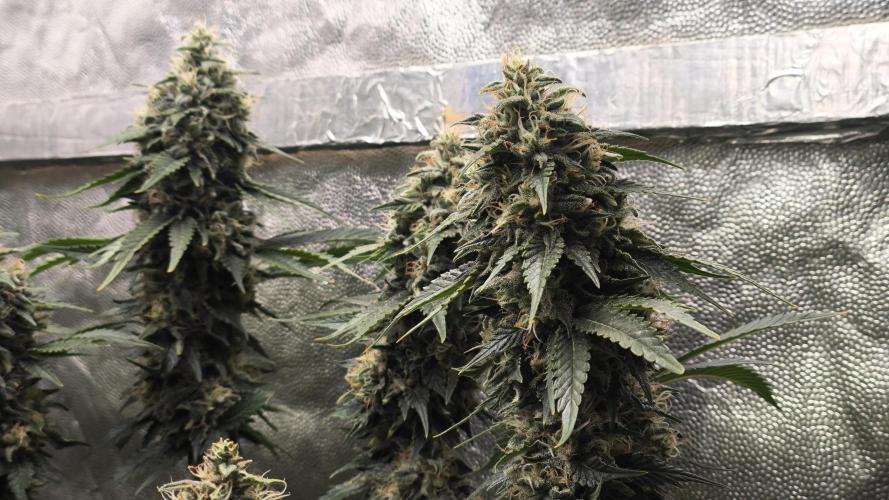 Zamnesia 2026 Plagron Eternity grow cup. Week 14