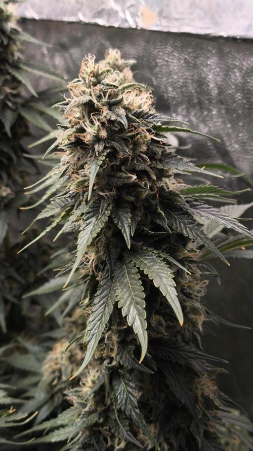 Zamnesia 2026 Plagron Eternity grow cup. Week 14
