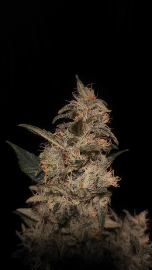 Zamnesia 2026 Plagron Eternity grow cup. Week 14 - Top