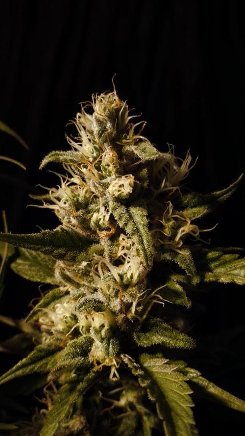 Zamnesia 2026 Plagron Eternity grow cup. Week 14 - Top