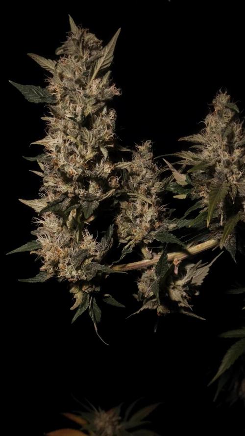 Zamnesia 2026 Plagron Eternity grow cup. Week 14 - Top